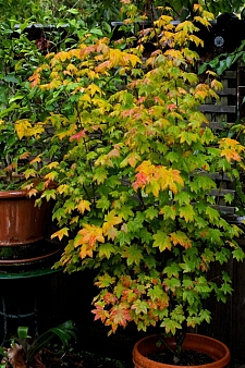 Acer  circinatum  vine maple