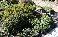 Achillea millefolium 'Calistoga' yarrow