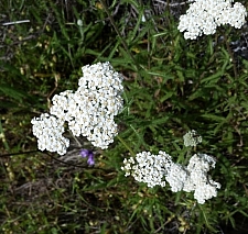Achillea millefolium - inland form - Lake County seed source  yarrow