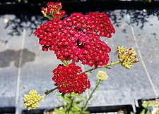 Achillea millefolium 'Red Velvet' 