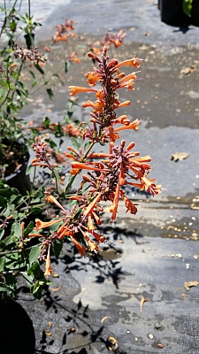 Agastache  'Kudos Mandarin' hummingbird mint