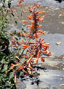Agastache  'Kudos Mandarin' hummingbird mint