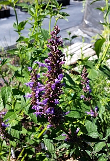 Agastache  'Purple Haze' hummingbird mint