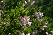 Arctostaphylos densiflora   Vine Hill manzanita