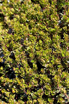 Arctostaphylos  'Emerald Carpet' manzanita