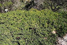 Arctostaphylos uva-ursi 'Green Supreme' bearberry