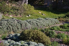Artemisia californica 'Canyon Gray' prostrate California sagebrush