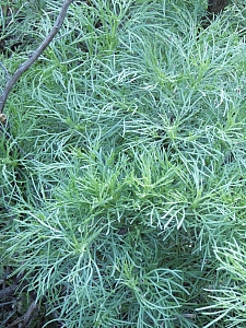 Artemisia californica  California sagebrush
