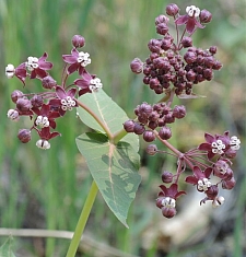 Asclepias cordifolia  heart leaf milkweed