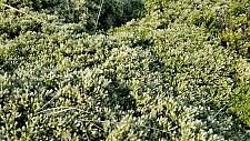 Baccharis pilularis - female  coyote bush