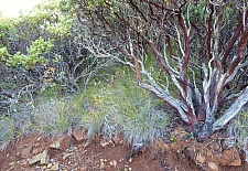 Calamagrostis rubescens  pine grass