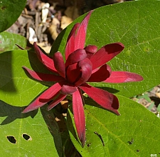 Calycanthus occidentalis  western spice bush