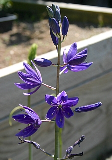 Camassia leichtlinii ssp. suksdorfii  great camas