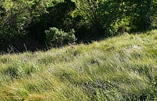 Carex praegracilis  field sedge, clustered field sedge