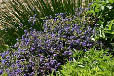 Ceanothus  'Centennial' California lilac