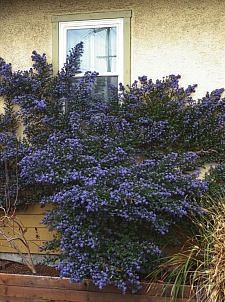 Ceanothus  'Julia Phelps' California lilac