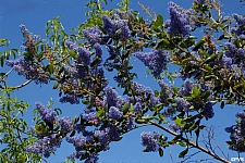Ceanothus  'Ray Hartman' California lilac