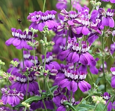 Collinsia heterophylla - Sierra Form  purple Chinese houses