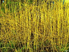 Cornus sericea 'Flaviramea' yellowtwig dogwood