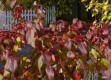 Cornus sericea ssp. occidentalis  western redtwig dogwood