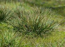Danthonia californica  California oatgrass