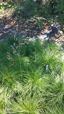 Deschampsia cespitosa ssp. cespitosa  tufted hairgrass