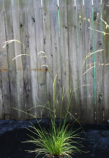 Deschampsia elongata  slender hairgrass