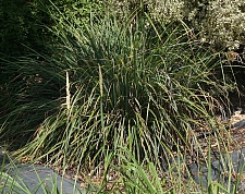 Carex spissa  San Diego sedge