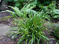 Luzula parviflora  small-flowered woodrush