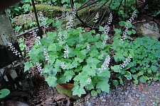 Tiarella trifoliata v. unifoliata  sugarscoop, foamflower