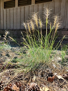 Elymus elymoides  squirrel-tail grass