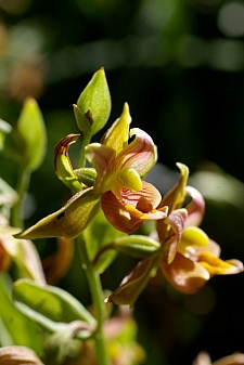 Epipactis gigantea  stream orchid