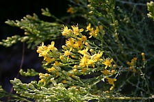 Ericameria ericoides  mock heather