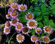 Erigeron glaucus 'Ron's Pink' seaside daisy