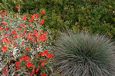 Festuca idahoensis 'Muse Meadow' Idaho fescue