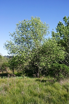 Fraxinus latifolia  Oregon ash
