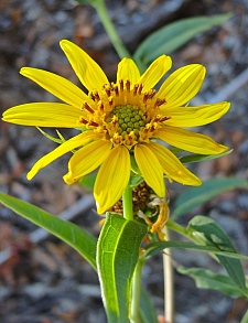 Helianthus californicus  California sunflower