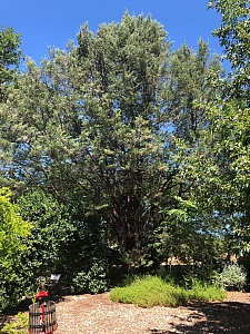 Hesperocyparis forbesii  Tecate cypress
