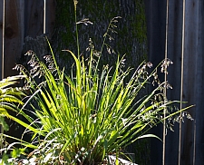 Hierochloe (Anthoxanthum) occidentalis  vanilla grass