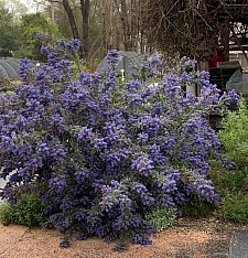 Ceanothus  'Antonette' California lilac