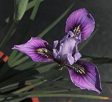 Iris  macrosiphon 'Mount Madonna' long tube Iris