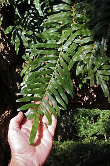 Polypodium scouleri  evergreen polypody