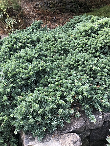 Leptospermum laevigatum 'Reevesii' dwarf tea tree