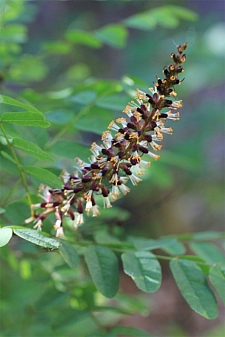 Amorpha californica var. napensis  false indigo
