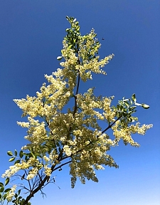 Fraxinus dipetala  flowering ash