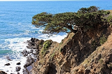 Pinus contorta ssp. contorta  shore pine