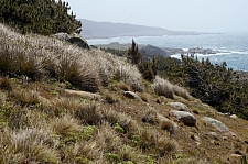 Calamagrostis nutkaensis  Pacific reed grass