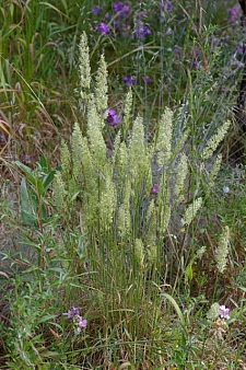 Koeleria macrantha  June grass
