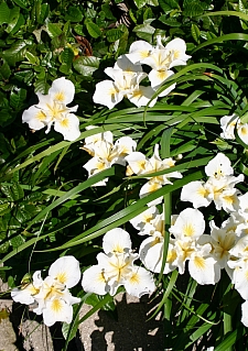 Iris douglasiana 'Canyon Snow' white Douglas iris
