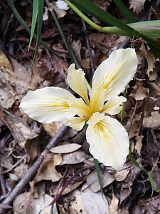 Iris fernaldii  long tube iris